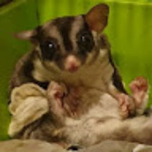 Meet your Posher, Fateh